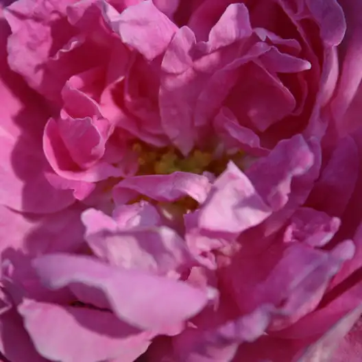 Trandafiri online - Roz - trandafir moss - trandafir cu parfum intens - Rosa Marie de Blois - M. Robert - ,-
